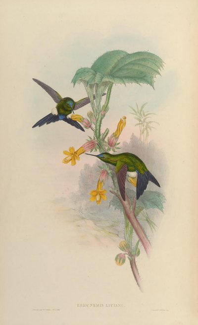 Eriocnemis luciani by John Gould